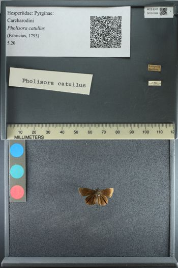 Media type: image;   Entomology 191189